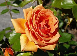 花,玫瑰,橙
