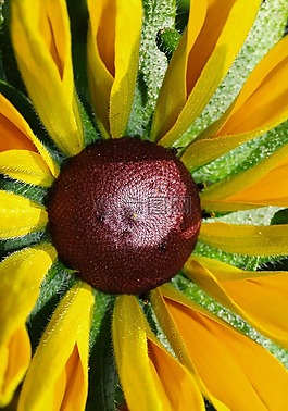 花,花園,黃色
