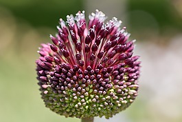 花,花園,植物群