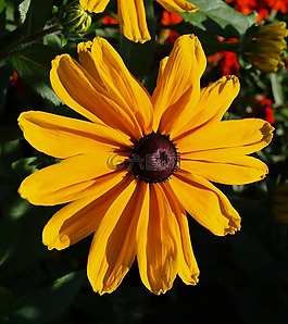 花,花園,黃色