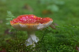 飛木耳,森林,蘑菇