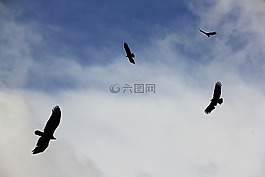 兀鷲,天空,飛