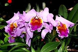 蘭花,花,性質(zhì)