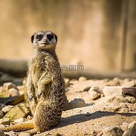 貓鼬,自然,動物