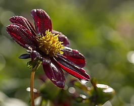 raghavendra,花,夏季
