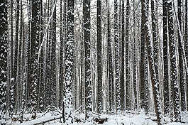 森林,樹木,松