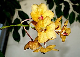 蘭花,花,鮮花