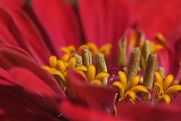 非洲菊,宏,關(guān)閉