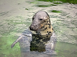 密封,動物,水