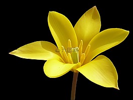 花,郁金香,黃色