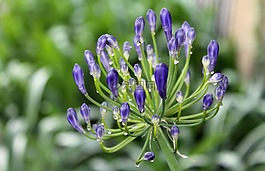 花,花園,薰衣草