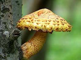 蘑菇,帽,樹(shù)