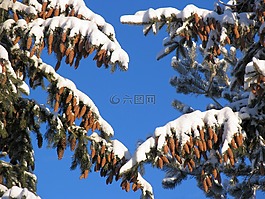 落葉松,松,云杉