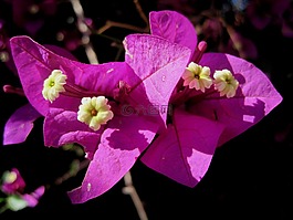 鲜花,水华,深粉色