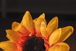 太阳花,面料花卉,黄色