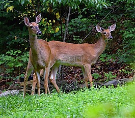 鹿對,鹿,動物