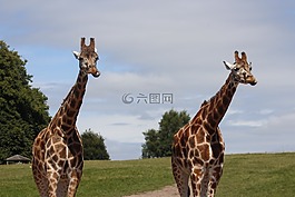 長頸鹿,公園,野生動物