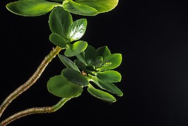 花,廠,蘭花