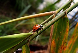 瓢蟲(chóng),昆蟲(chóng),動(dòng)物