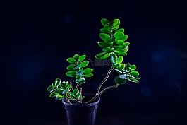 花,廠(chǎng),蘭花