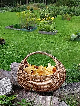 蘑菇,购物篮,花园