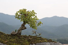 盆景,喜歡公園,求禮