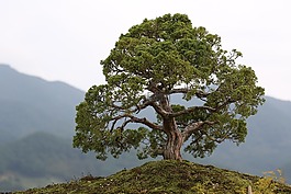 盆景,喜歡公園,求禮