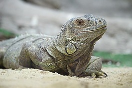 伊瓜,休息,動物園