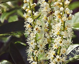 黃蜂,夏季,鮮花