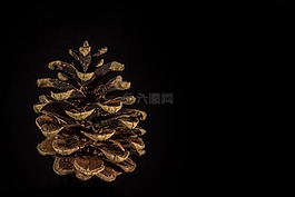 松球果,剪出,杉木