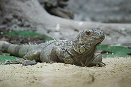 伊瓜,休息,動(dòng)物園