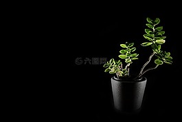 花,廠,蘭花