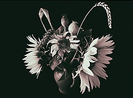 花,向日葵,經(jīng)濟植物