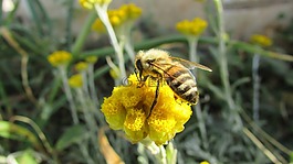 蜜蜂,昆蟲,自然
