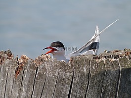 動物,鳥,水