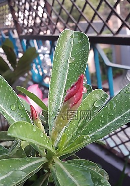 葉,植物區(qū)系,自然