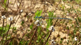 蜻蜓,草,昆蟲