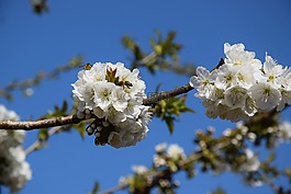 黃蜂,開(kāi)花,黃色