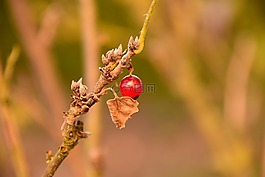 黑醋栗,秋季,布什