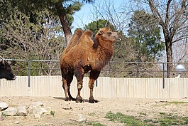 駱駝,動物,動物園
