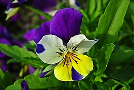 花,潘茜,彩色