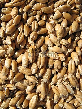 谷物,收獲,糧食