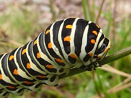 昆蟲,卡特彼勒,燕尾