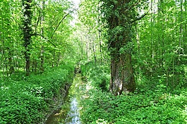 春天,性質(zhì),森林