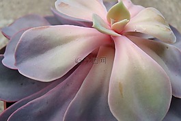 花,特寫,粉色