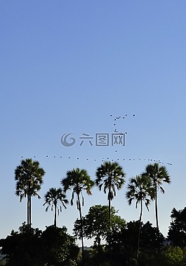 棕櫚樹,天空,地平線