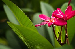 花卉,水滴,色彩