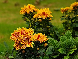 鮮花,花園,夏季
