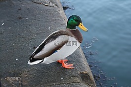 鳧,鴨,水禽