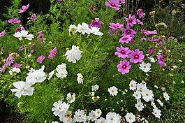 夏季,花,草地